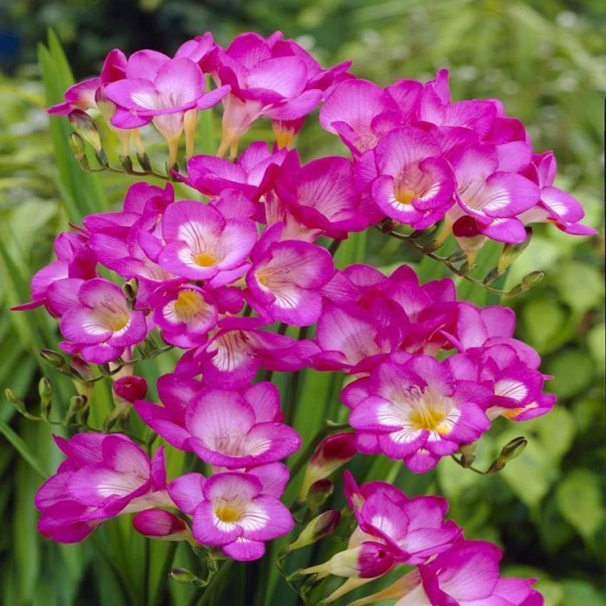 Freesia (Pink) - Bulbs (set of 5)---