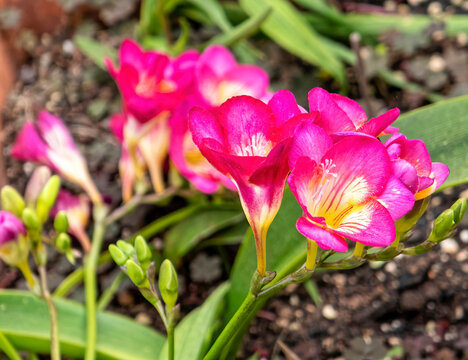 Freesia (Pink) - Bulbs (set of 5)