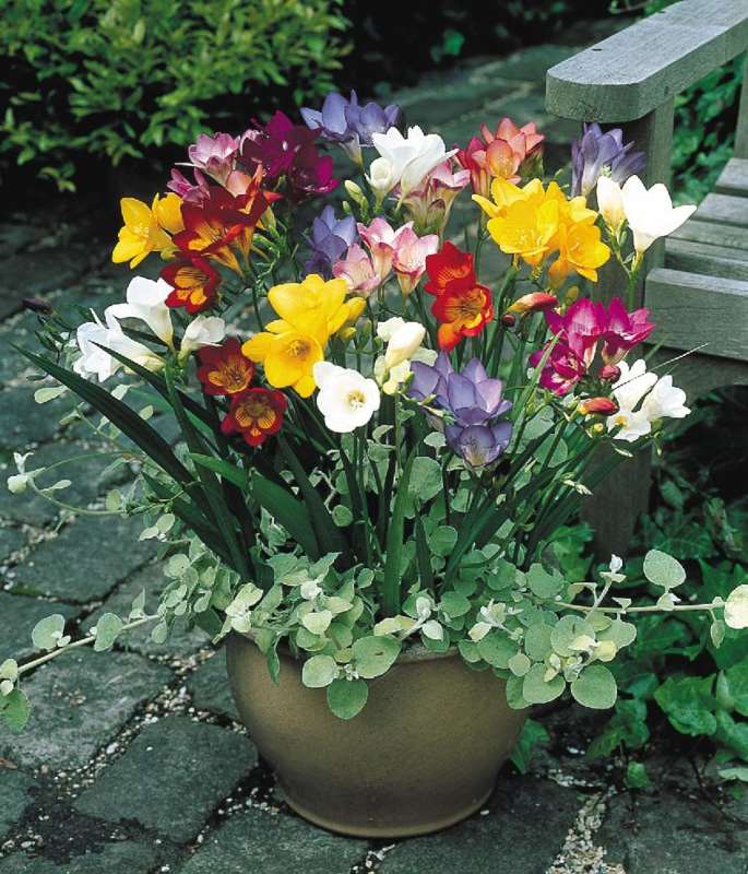 Freesia (Random Color) - Bulbs--