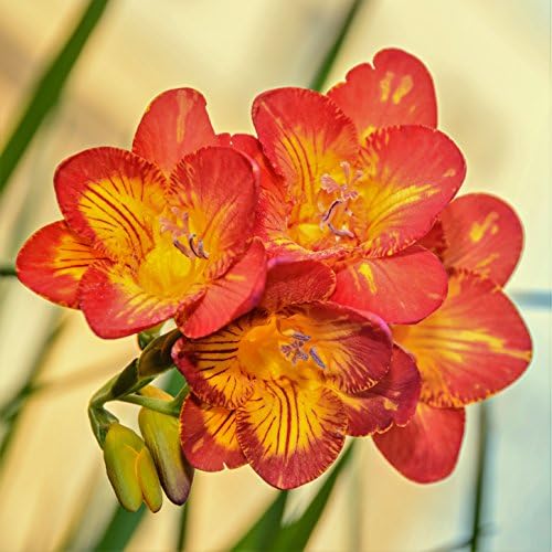 Freesia (Red) - Bulbs-