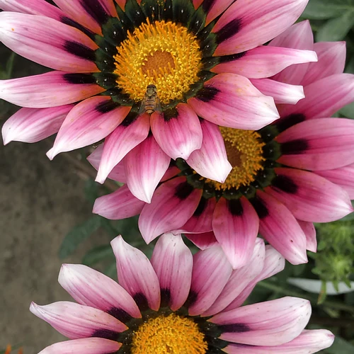 Gazania Seeds (20 seeds)