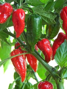 Ghost Pepper Seeds (10 Seeds)-1