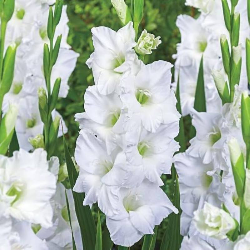 Gladiolous (white)--