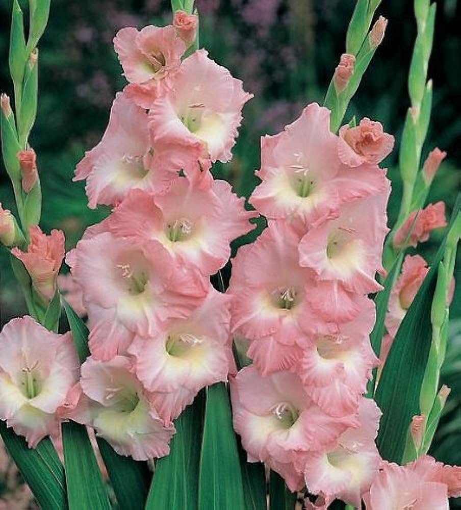 Gladiolus Big Time Supreme (Pink) - Bulbs (set of 10)
