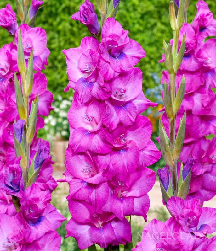 Gladiolus Charm Glow (Purple, White) - Bulbs (set of 10)-