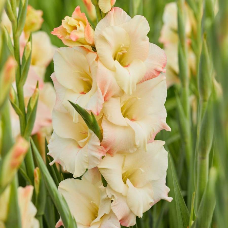 Gladiolus (Cream Color) - Bulbs (set of 10)--