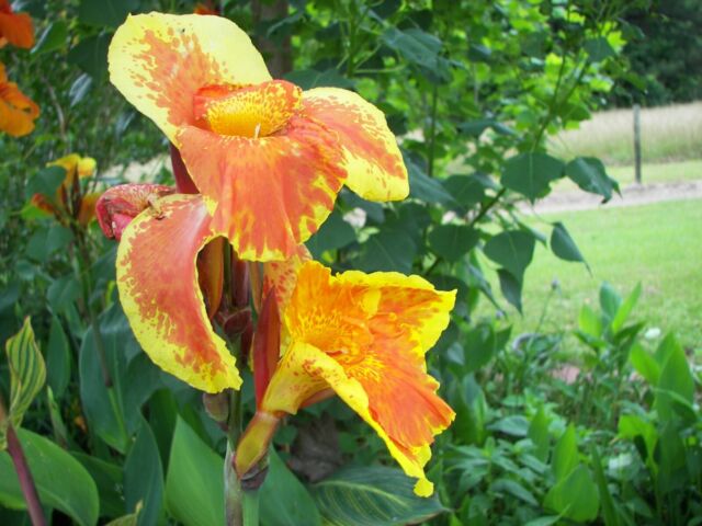 Gladiolus Ecklonii (Yellow, White, Red)---