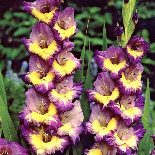 Gladiolus Eighth Wonder (Purple, Yellow) - Bulbs (set of 10)