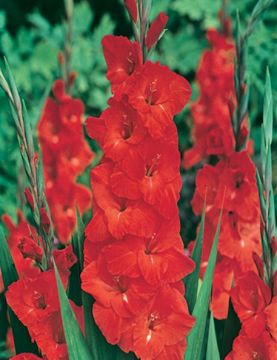 Gladiolus Eurovision (Red)