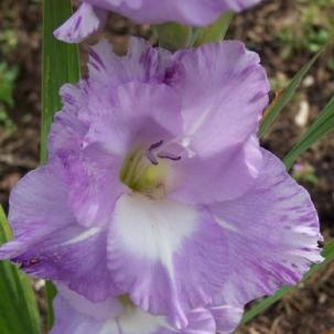 Gladiolus (Her Majesty) - Bulbs (set of 10)
