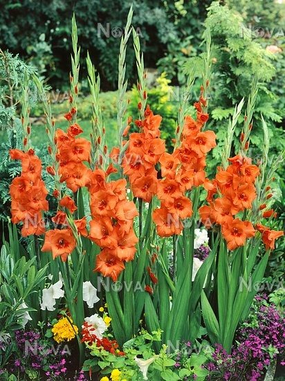 Gladiolus Hunting Song (Orange)