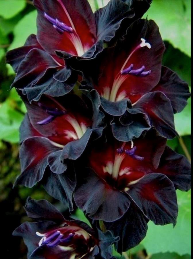 Gladiolus Interpret (Red, Black) - Bulbs (set of 10)-