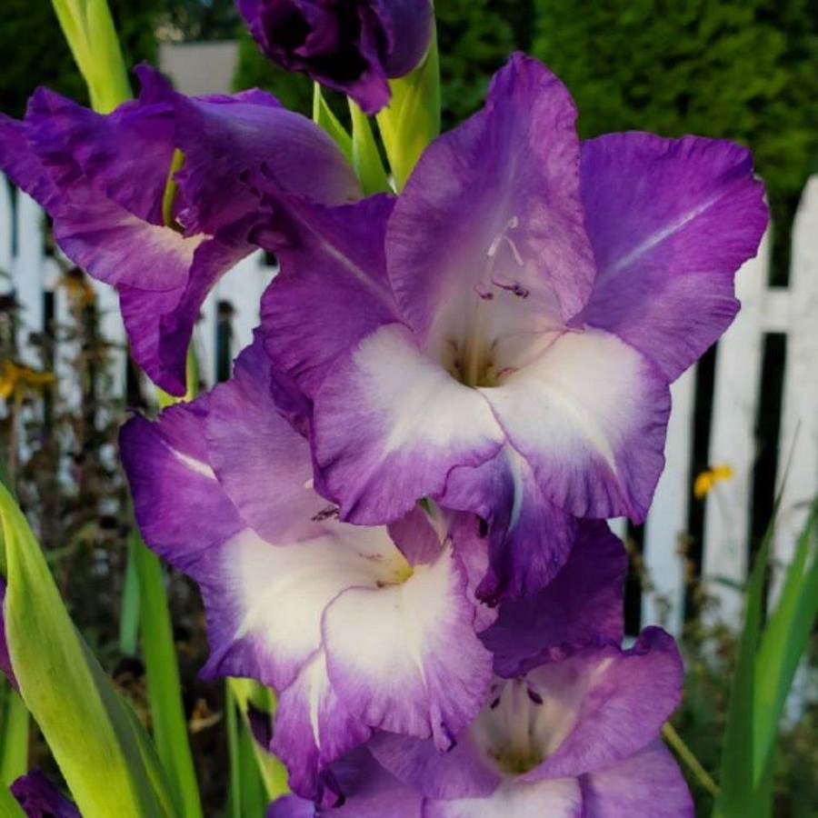 Gladiolus King Lynn (Violet, White)--1