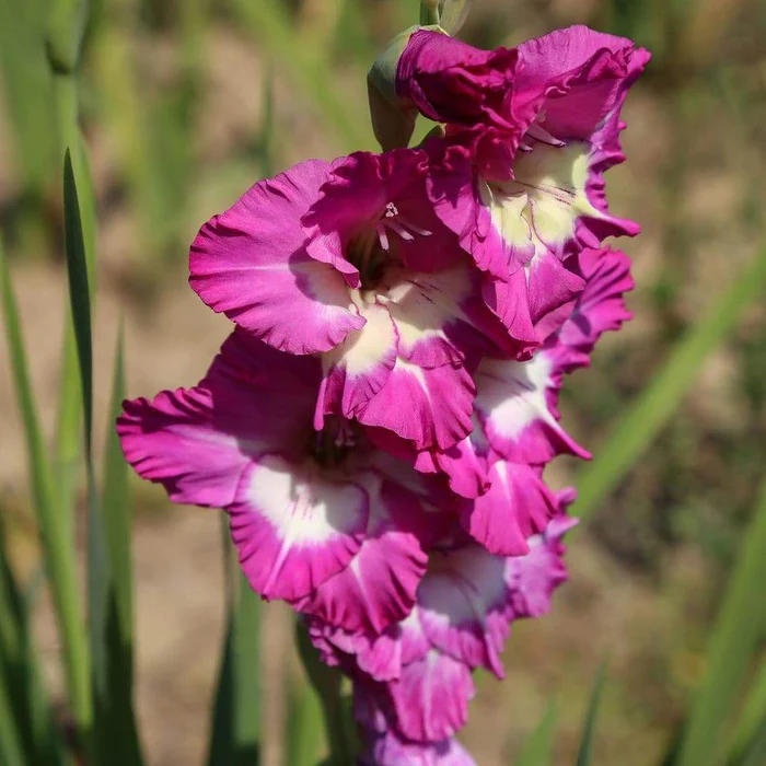 Gladiolus Morollo (Violet, Yellow) - Bulbs (set of 10)