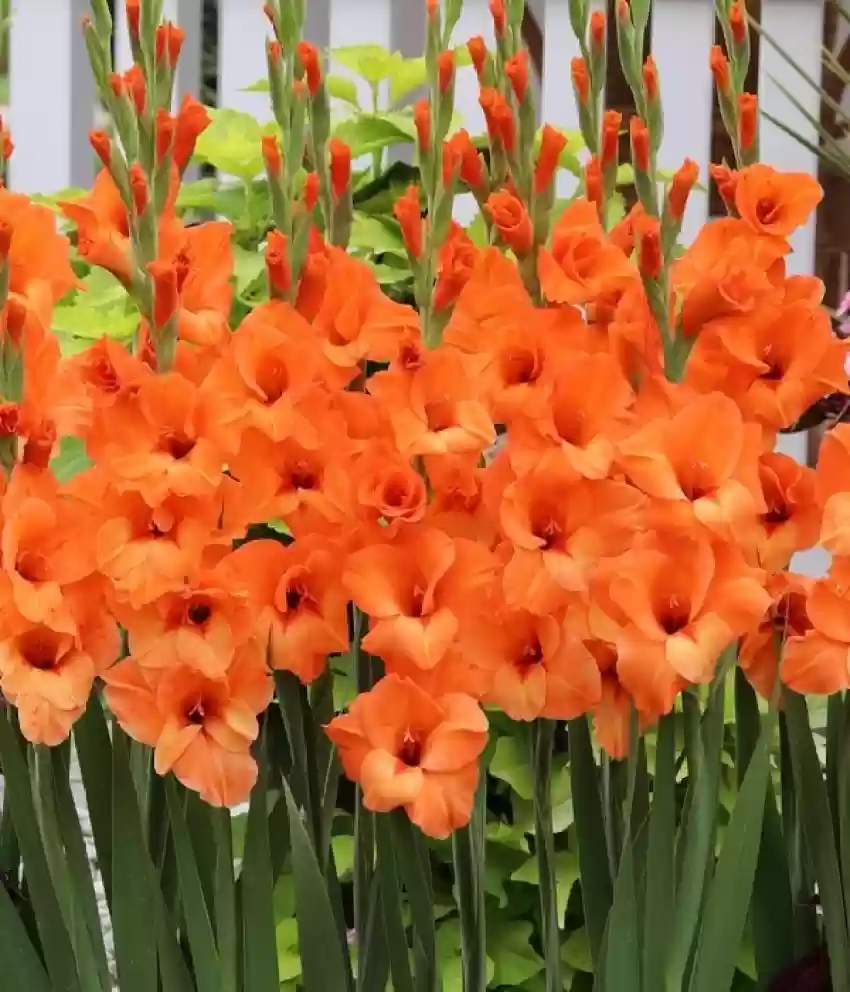 Gladiolus (Orange) - Bulbs