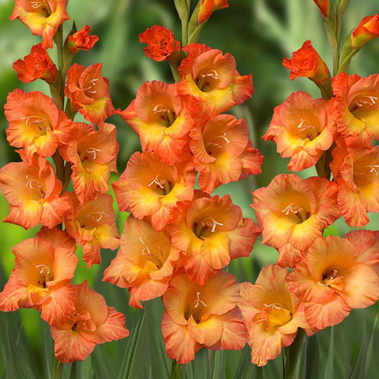 Gladiolus (Orange)