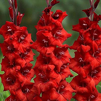 Gladiolus Oscar (Red) - Bulbs (set of 10)