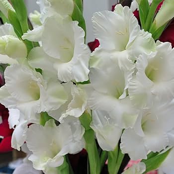 Gladiolus Pearl Priscilla (Creamy White) - Bulbs (set of 10)