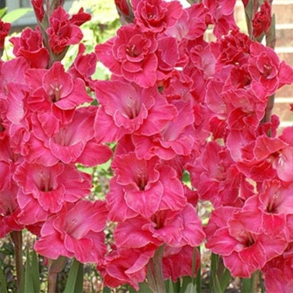 Gladiolus (Pink) - Bulbs (set of 10)