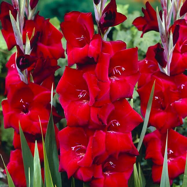 Gladiolus Read Majesty (Red) - Bulbs (set of 10)--