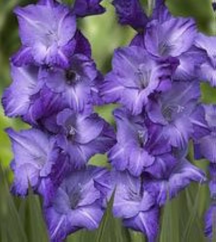 Gladiolus (Royal Blue) - Bulbs (set of 10)