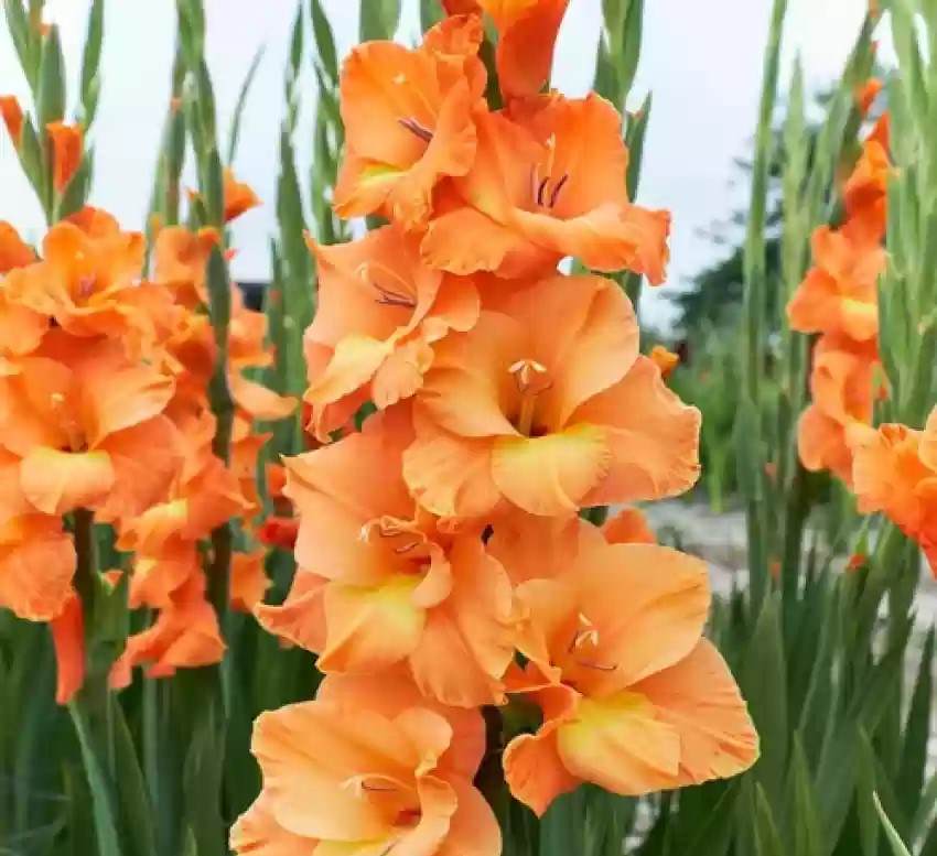 Gladiolus Saffron (Orange) - Bulbs (set of 10)--