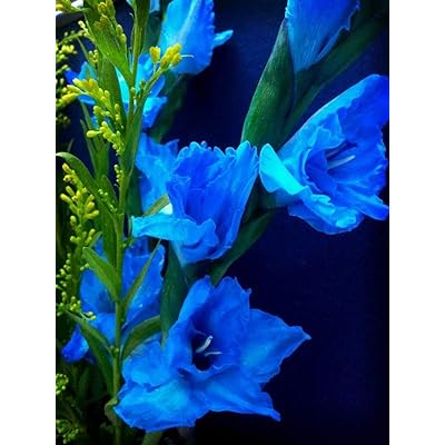Gladiolus Tropic Sea (Sky Blue) - Bulbs (set of 10)