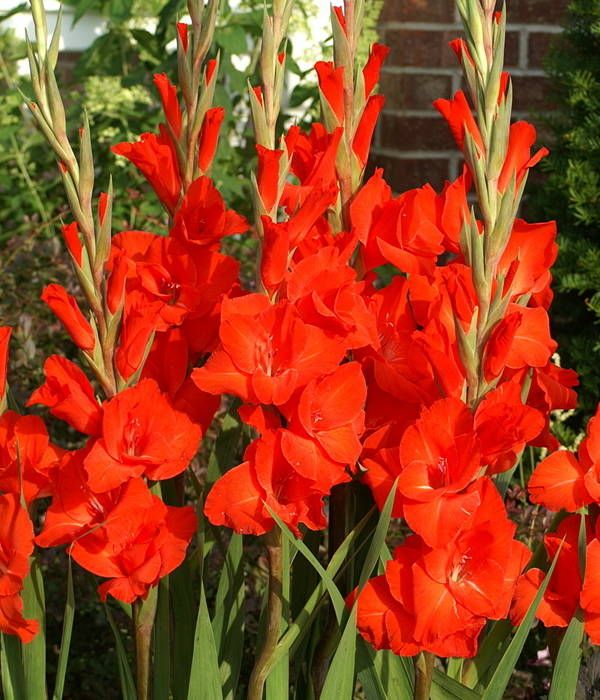 Gladiolus Victor Borge (Orange)