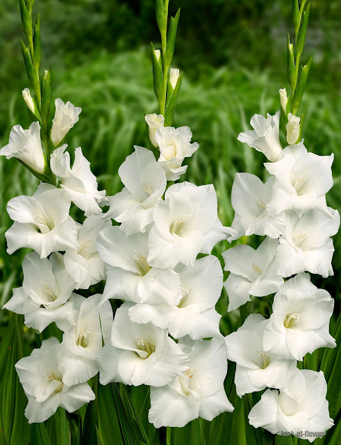 Gladiolus (White)_