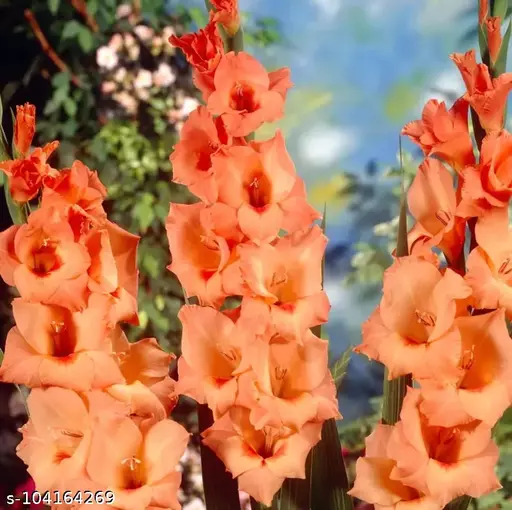Gladiolus Wigs Sensation (Orange)