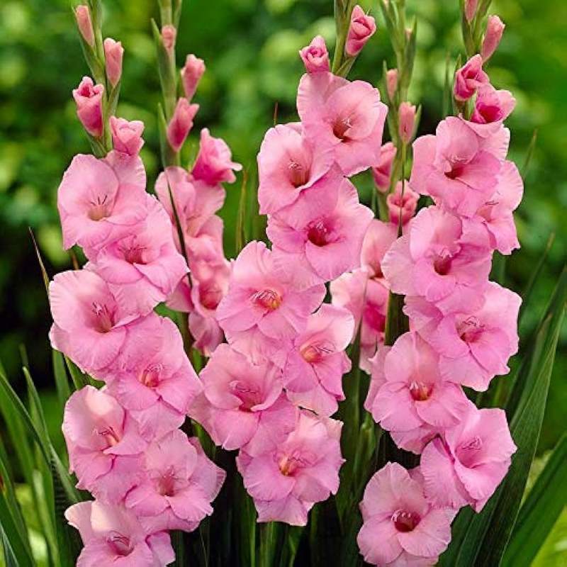 Gladiolus Wine Roses (Pink, Red)