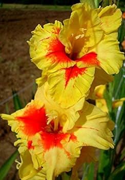 Gladiolus (Yellow) - Bulbs (set of 10)