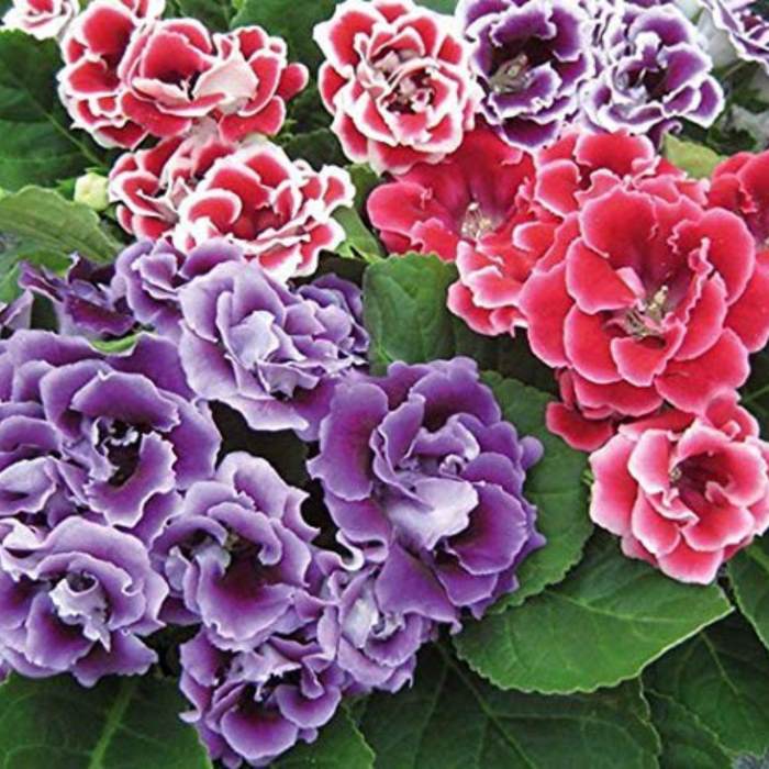Gloxinia (Mix Colors) -