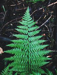 Golden Fern Plant Sapling (1pc)----