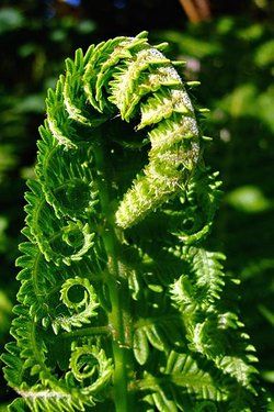 Golden Fern Plant Sapling (1pc)---