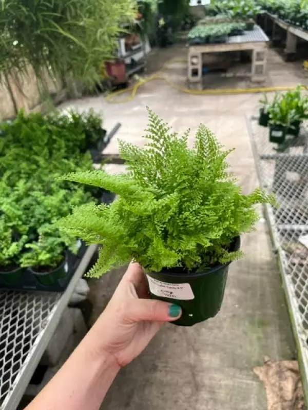 Golden Fern Plant Sapling (1pc)