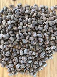 Gongura (Roselle) Seeds (10 seeds)--