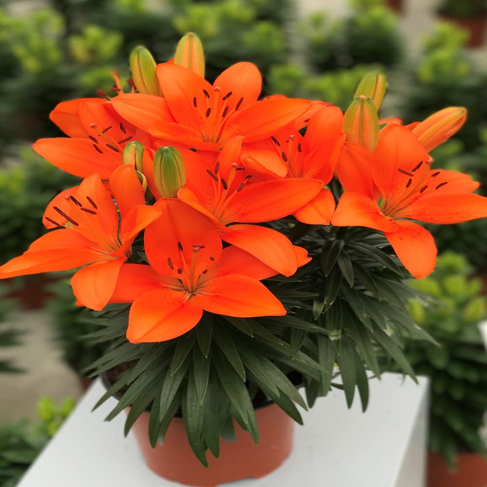 Honesty Asiatic lily (Dark Orange) - Bulbs (set of 5)