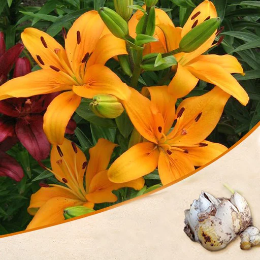 Honesty Asiatic lily (Dark Orange) - Bulbs (set of 5)