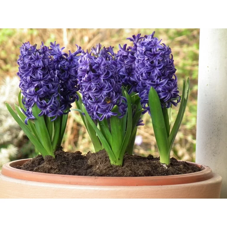 Hyacinth (Blue Pearl) - Bulbs
