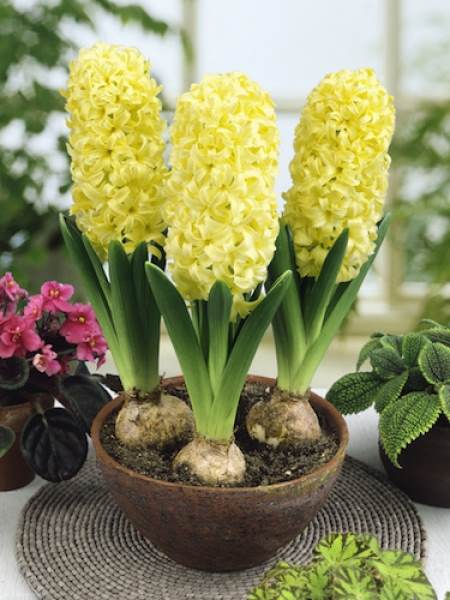 Hyacinth City of Harlem (Yellow) - Bulbs (set of 5)-