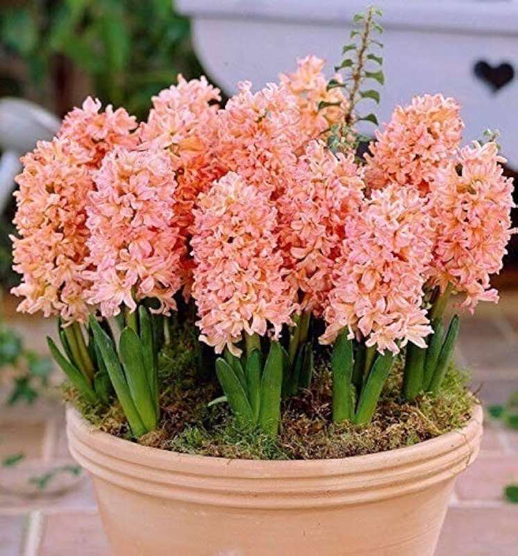 Hyacinth Odysseus (Orange) - Bulbs-----1