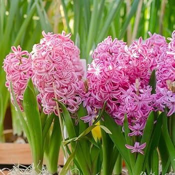 Hyacinth (Pink Pearl) - Bulbs