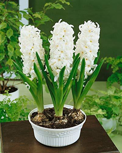 Hyacinth (White Pearl) - Bulbs