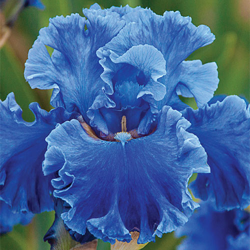 Iris (Blue) - Bulbs (set of 5)--