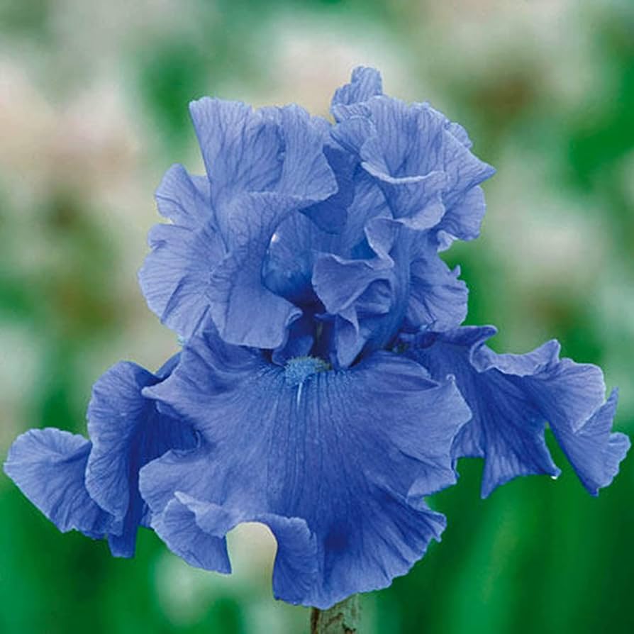 Iris (Blue) - Bulbs (set of 5)