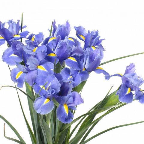 Iris (Blue Flag) - Bulbs (set of 5)