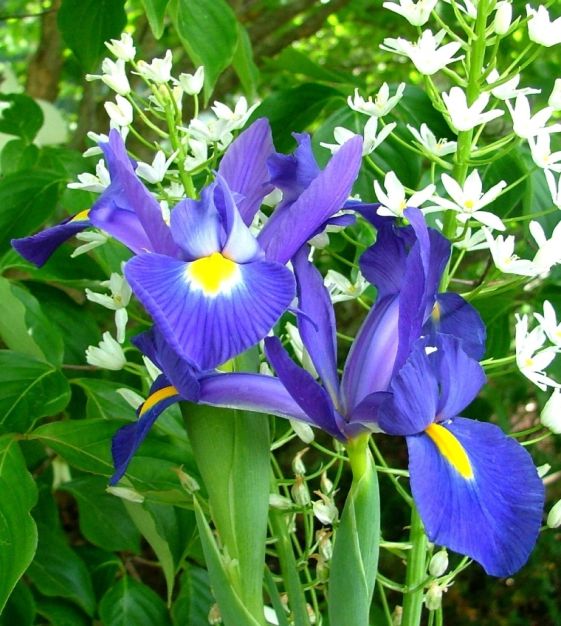 Iris Blue Magic - Bulbs (set of 5)