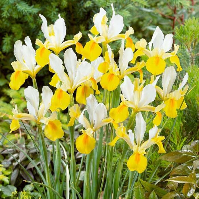 Iris Casablanca (White, Yellow) - Bulbs (set of 5)---1