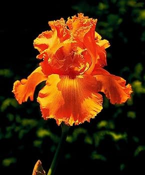 Iris (Orange) - Bulbs (set of 5)